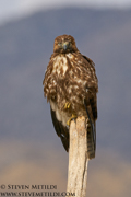 HAWKS, EAGLES, OSPREY